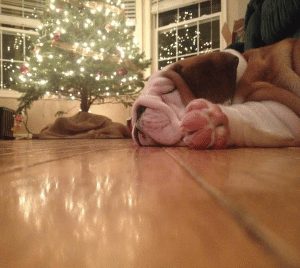 Hank (star of our “Hanksgiving” blog) takes a quick moment to refuel before the New Year.